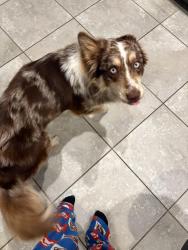 Lost Male Dog last seen Pendennis dr Saginaw tx, Saginaw, TX 76179