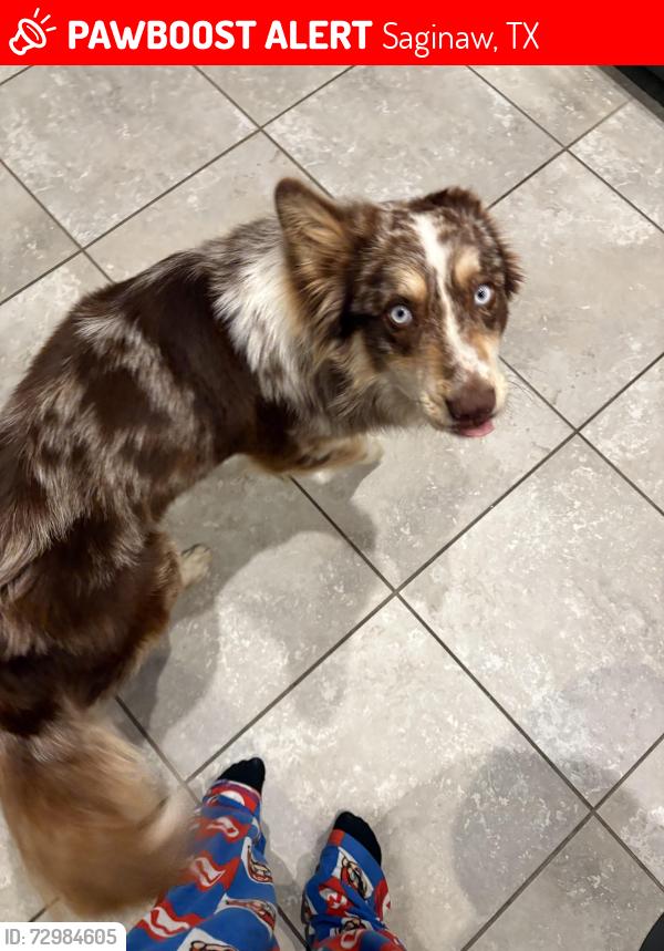 Lost Male Dog last seen Pendennis dr Saginaw tx, Saginaw, TX 76179