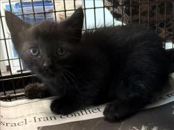 Shelter Stray Female Cat last seen , West Valley Animal Shelter, 20655 Plummer St, Chatsworth, CA 91311, USA