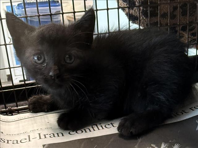 Shelter Stray Female Cat last seen , West Valley Animal Shelter, 20655 Plummer St, Chatsworth, CA 91311, USA