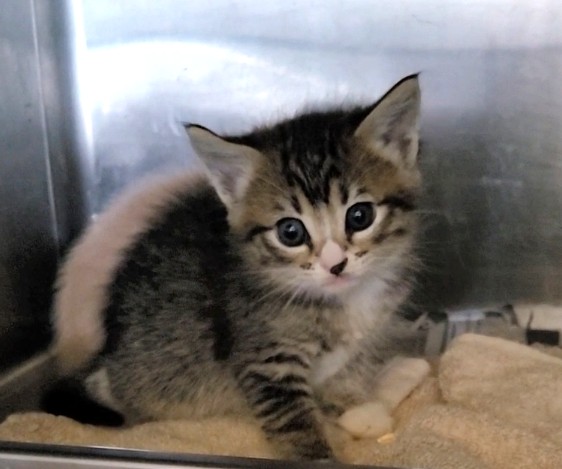 Shelter Stray Female Cat last seen , 1850 W 60th St, Los Angeles, CA 90047, USA