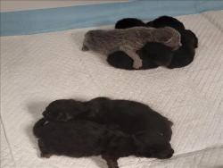 Shelter Stray Female Cat last seen , 14409 Vanowen St, Van Nuys, CA 91405, USA