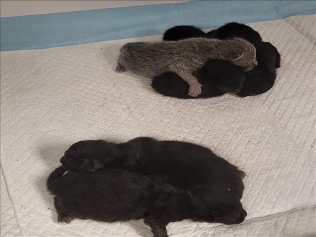Shelter Stray Female Cat last seen , 14409 Vanowen St, Van Nuys, CA 91405, USA
