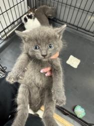 Shelter Stray Male Cat last seen , 14409 Vanowen St, Van Nuys, CA 91405, USA