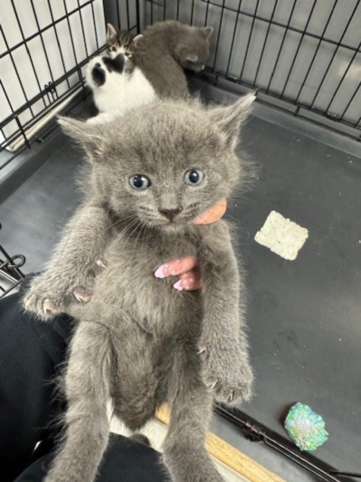 Shelter Stray Male Cat last seen , 14409 Vanowen St, Van Nuys, CA 91405, USA