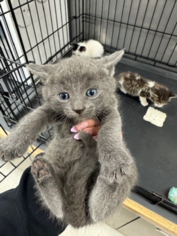 Shelter Stray Male Cat last seen , 14409 Vanowen St, Van Nuys, CA 91405, USA