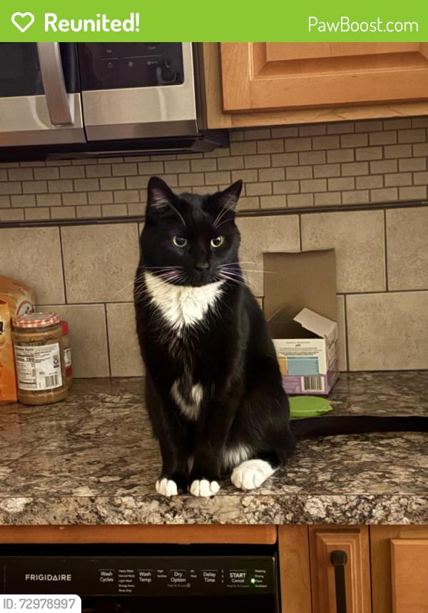 Reunited Male Cat last seen Jackson Avenue, Lackawanna , Lackawanna, NY 14218