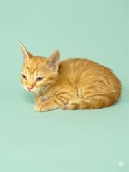 Shelter Stray Female Cat last seen SILVER ST, 2020 Forest St, Jacksonville, FL 32204, USA