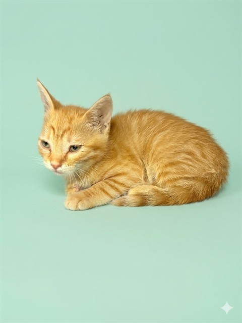 Shelter Stray Female Cat last seen SILVER ST, 2020 Forest St, Jacksonville, FL 32204, USA