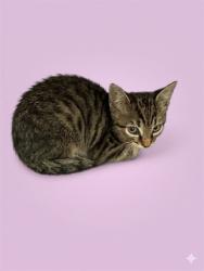 Shelter Stray Male Cat last seen SILVER ST, 2020 Forest St, Jacksonville, FL 32204, USA