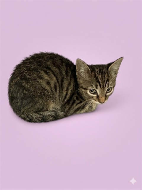 Shelter Stray Male Cat last seen SILVER ST, 2020 Forest St, Jacksonville, FL 32204, USA