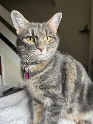 Lost Female Cat last seen Tilehurst , Tilehurst, England RG31 5BE