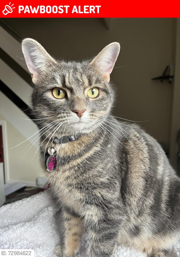 Lost Female Cat last seen Tilehurst , Tilehurst, England RG31 5BE