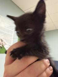 Shelter Stray Male Cat last seen ARCADIA PARK, 3599 NW 79th Ave, Doral, FL 33122, USA