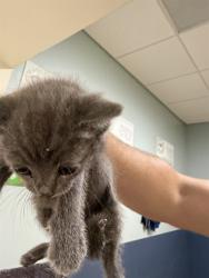 Shelter Stray Female Cat last seen ARCADIA PARK, 3599 NW 79th Ave, Doral, FL 33122, USA