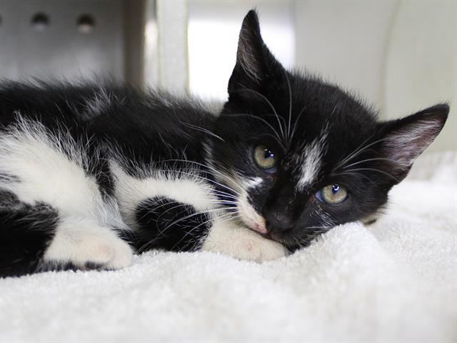 Shelter Stray Male Cat last seen Near BLOCK CENTERVILLE RD, TALLAHASSEE FL 32308, Tallahassee, FL 32311