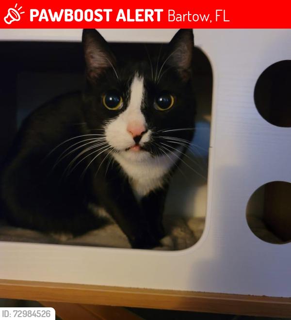 Lost Male Cat last seen S Broadway Ave, Bartow, FL 33830