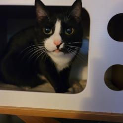 Lost Male Cat last seen S Broadway Ave, Bartow, FL 33830