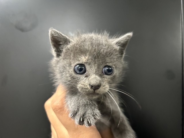 Shelter Stray Female Cat last seen E HOSPITALITY LN & E HARRIMAN PL, SAN BERNARDINO, CA, 92408, 333 Chandler Pl, San Bernardino, CA 92408, USA