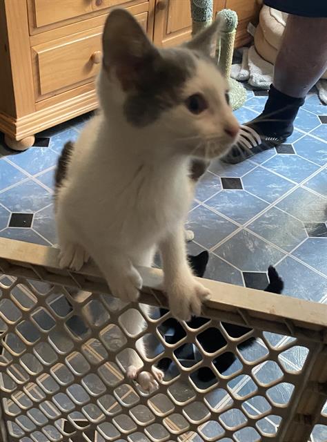 Shelter Stray Female Cat last seen , 4710 TX-151, San Antonio, TX 78227, USA