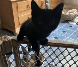 Shelter Stray Male Cat last seen , 4710 TX-151, San Antonio, TX 78227, USA