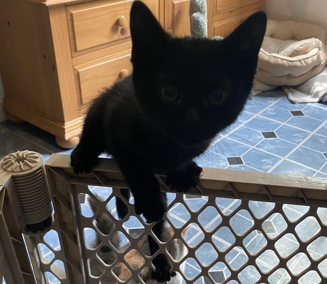 Shelter Stray Male Cat last seen , 4710 TX-151, San Antonio, TX 78227, USA