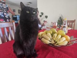 Lost Male Cat last seen Portwine, Byford, WA 6122