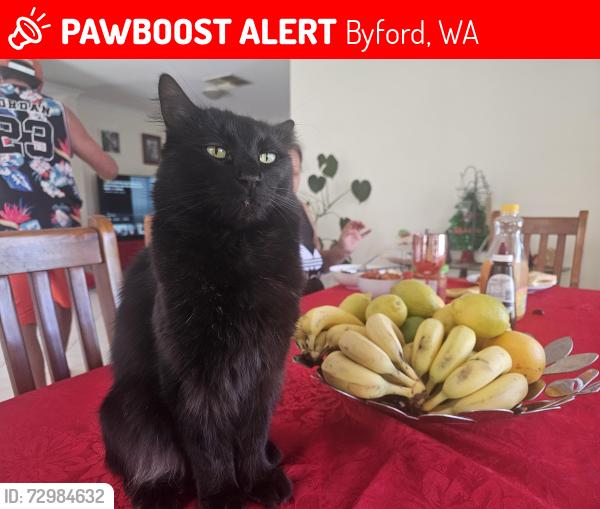 Lost Male Cat last seen Portwine, Byford, WA 6122