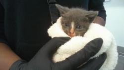 Shelter Stray Male Cat last seen CHARLOTTE, 8315 Byrum Dr, Charlotte, NC 28217, USA