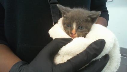 Shelter Stray Male Cat last seen CHARLOTTE, 8315 Byrum Dr, Charlotte, NC 28217, USA