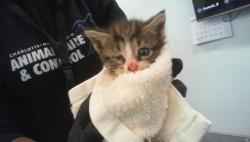 Shelter Stray Female Cat last seen CHARLOTTE, 8315 Byrum Dr, Charlotte, NC 28217, USA