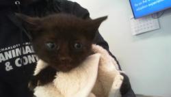 Shelter Stray Female Cat last seen CHARLOTTE, 8315 Byrum Dr, Charlotte, NC 28217, USA