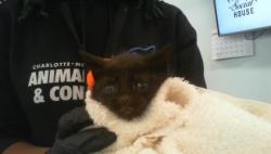 Shelter Stray Female Cat last seen CHARLOTTE, 8315 Byrum Dr, Charlotte, NC 28217, USA