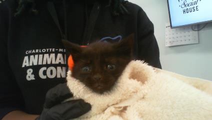 Shelter Stray Female Cat last seen CHARLOTTE, 8315 Byrum Dr, Charlotte, NC 28217, USA