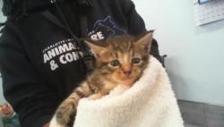 Shelter Stray Male Cat last seen CHARLOTTE, 8315 Byrum Dr, Charlotte, NC 28217, USA