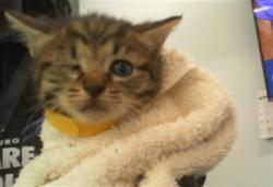 Shelter Stray Female Cat last seen CHARLOTTE, 8315 Byrum Dr, Charlotte, NC 28217, USA
