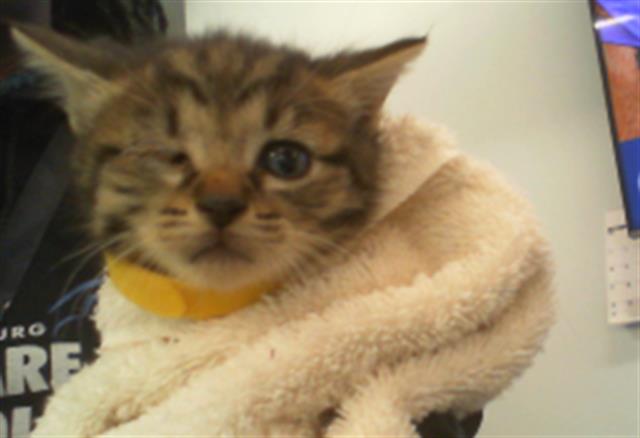 Shelter Stray Female Cat last seen CHARLOTTE, 8315 Byrum Dr, Charlotte, NC 28217, USA