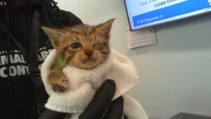Shelter Stray Male Cat last seen CHARLOTTE, 8315 Byrum Dr, Charlotte, NC 28217, USA
