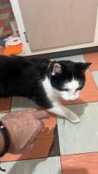 Reunited Male Cat last seen St Albans , Saint Albans, VIC 3021