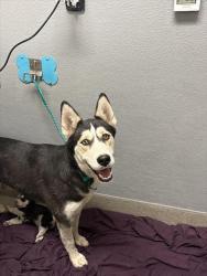 Shelter Stray Female Dog last seen Near BLOCK E CHARLESTON BLVD, LAS VEGAS NV 89142, 655 N Mojave Rd, Las Vegas, NV 89101, USA