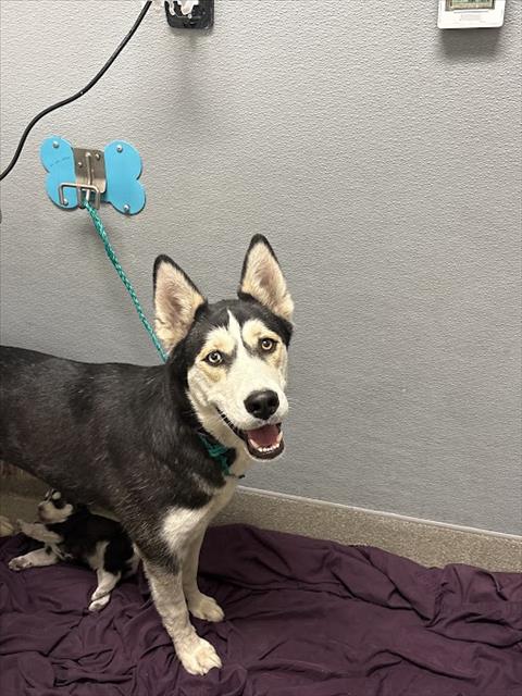 Shelter Stray Female Dog last seen Near BLOCK E CHARLESTON BLVD, LAS VEGAS NV 89142, 655 N Mojave Rd, Las Vegas, NV 89101, USA