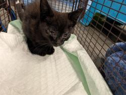 Shelter Stray Male Cat last seen HWY 473/HWY 44, LEESBURG, 12280 County Rd 448, Tavares, FL 32778, USA