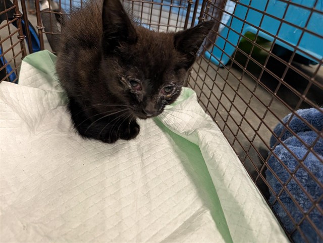 Shelter Stray Male Cat last seen HWY 473/HWY 44, LEESBURG, 12280 County Rd 448, Tavares, FL 32778, USA