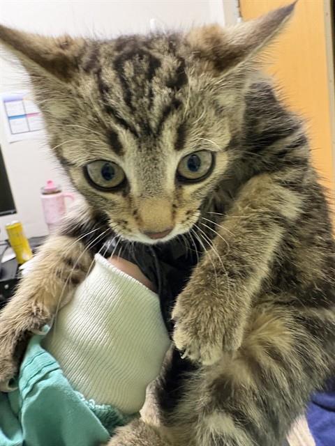 Shelter Stray Female Cat last seen Near BLOCK W 9TH ST, PUEBLO CO 81003, 4600 Eagleridge Pl, Pueblo, CO 81008, USA