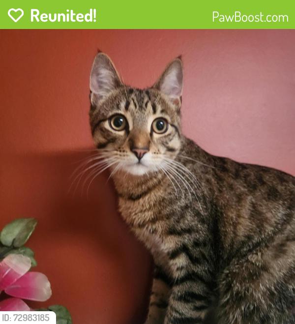 Reunited Male Cat last seen Chatham street, Vancouver, BC V5R 5E3