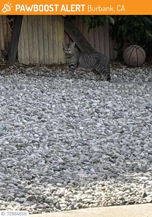 Found/Stray Unknown Cat last seen Cohasset st Burbank , Burbank, CA 91353