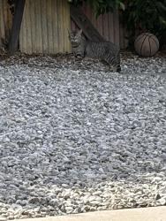 Found/Stray Unknown Cat last seen Cohasset st Burbank , Burbank, CA 91353