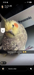 Lost Male Bird last seen Bacchus esplanade WA, Maddington, WA 6109