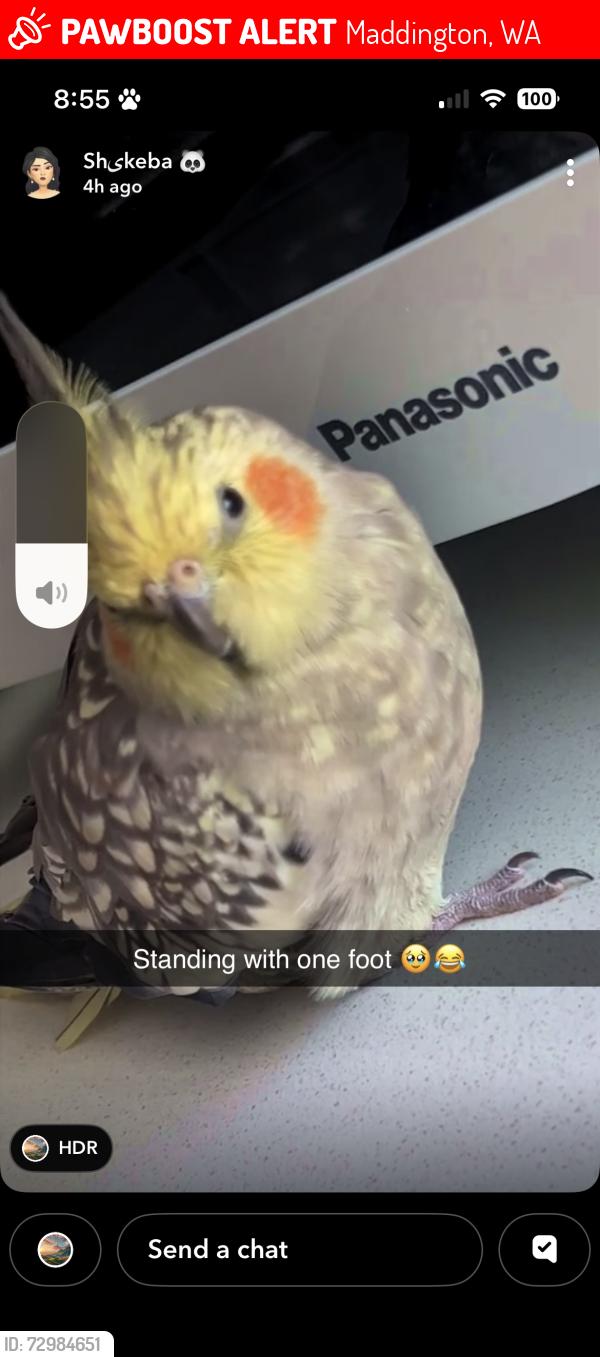 Lost Male Bird last seen Bacchus esplanade WA, Maddington, WA 6109
