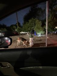 Found/Stray Unknown Dog last seen North First and ashlan , Fresno, CA 93726